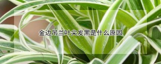 金边吊兰叶尖发黑是什么原因,第1图