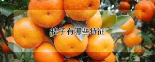 桔子有哪些特征,第1图