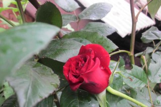 玫瑰扦插方法，选择半木质化插穗扦插繁殖,第1图