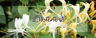 金银花花语,第1图