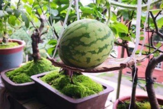 阳台种西瓜种植方法,第3图