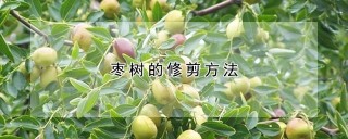 枣树的修剪方法,第1图