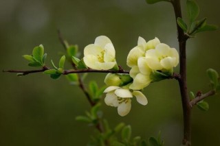 海棠花烂茎了怎么办，烂茎原因以及解决方法,第5图