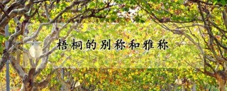 梧桐的别称和雅称,第1图