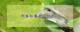 甲鱼和鳖是一样的吗,第1图