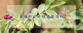 蔷薇叶子干枯还能活吗,第1图