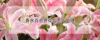 香水百合开花后怎么处理,第1图