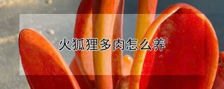 火狐狸多肉怎么养,第1图