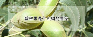 碧根果是什么树的果实,第1图