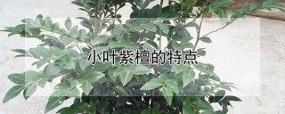 小叶紫檀的特点,第1图