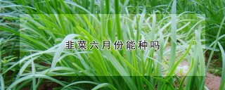 韭菜六月份能种吗,第1图