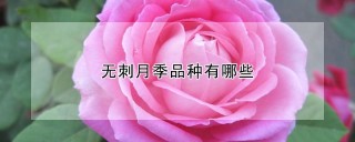 无刺月季品种有哪些,第1图