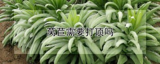 莴苣需要打顶吗,第1图