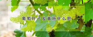 葡萄叶子发黄施什么肥,第1图