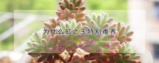 为什么虹之玉特别难养,第1图