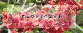 海棠花喜阴还是喜阳,第1图