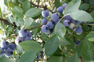 蓝莓树的养殖方法和注意事项,第3图