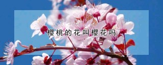 樱桃的花叫樱花吗,第1图