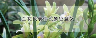 兰花代表什么象征意义,第1图