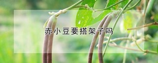 赤小豆要搭架子吗,第1图