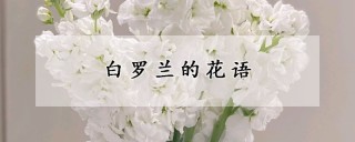 白罗兰的花语,第1图