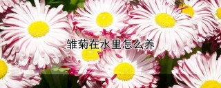 雏菊在水里怎么养,第1图