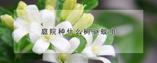 庭院种什么树驱蚊虫,第1图