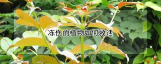 冻伤的植物如何救活,第1图