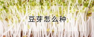 豆芽怎么种,第1图