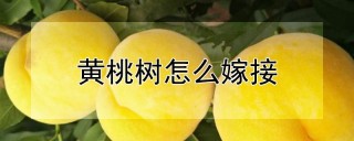 黄桃树怎么嫁接,第1图