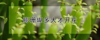 膨珊瑚多大才开花,第1图