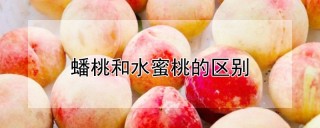 蟠桃和水蜜桃的区别,第1图