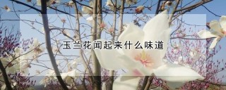 玉兰花闻起来什么味道,第1图