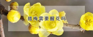 腊梅需要醒花吗,第1图