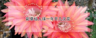 彩草仙人球一年开几次花,第1图