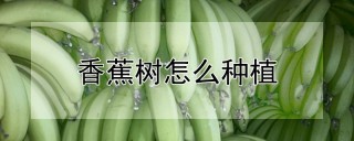 香蕉树怎么种植,第1图