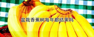 盆栽香蕉树每年都结果吗,第1图