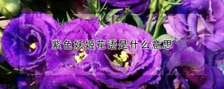 紫色妖姬花语是什么意思,第1图