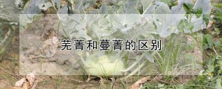 芜菁和蔓菁的区别,第1图