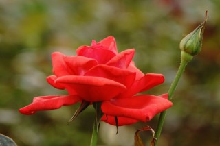 玫瑰花的花语,第3图