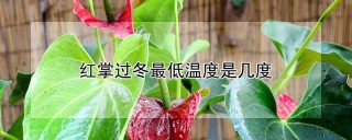 红掌过冬最低温度是几度,第1图