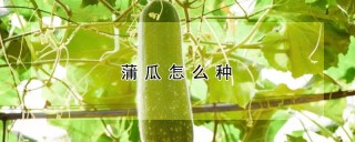 蒲瓜怎么种,第1图