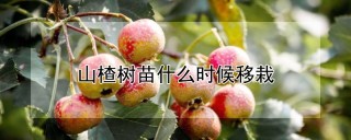 山楂树苗什么时候移栽,第1图