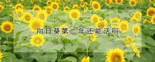 向日葵第二年还能活吗,第1图