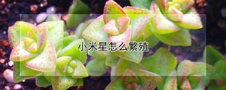 小米星怎么繁殖,第1图