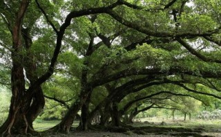 盘点榕树的特点，千年长寿树王,第1图