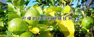 柠檬的栽培和种植技术,第1图