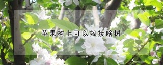 苹果树上可以嫁接啥树,第1图