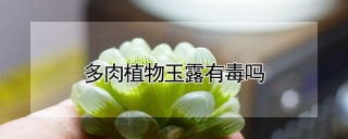 多肉植物玉露有毒吗,第1图