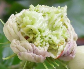 茉莉花的常见品种，欣赏最好看的六大品种,第4图